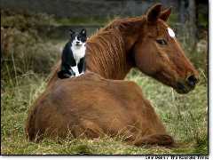 cheval,chat